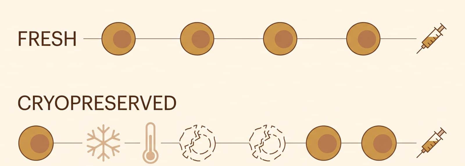 Schéma comparant les voies de préparation des cellules souches fraîches et cryoconservées