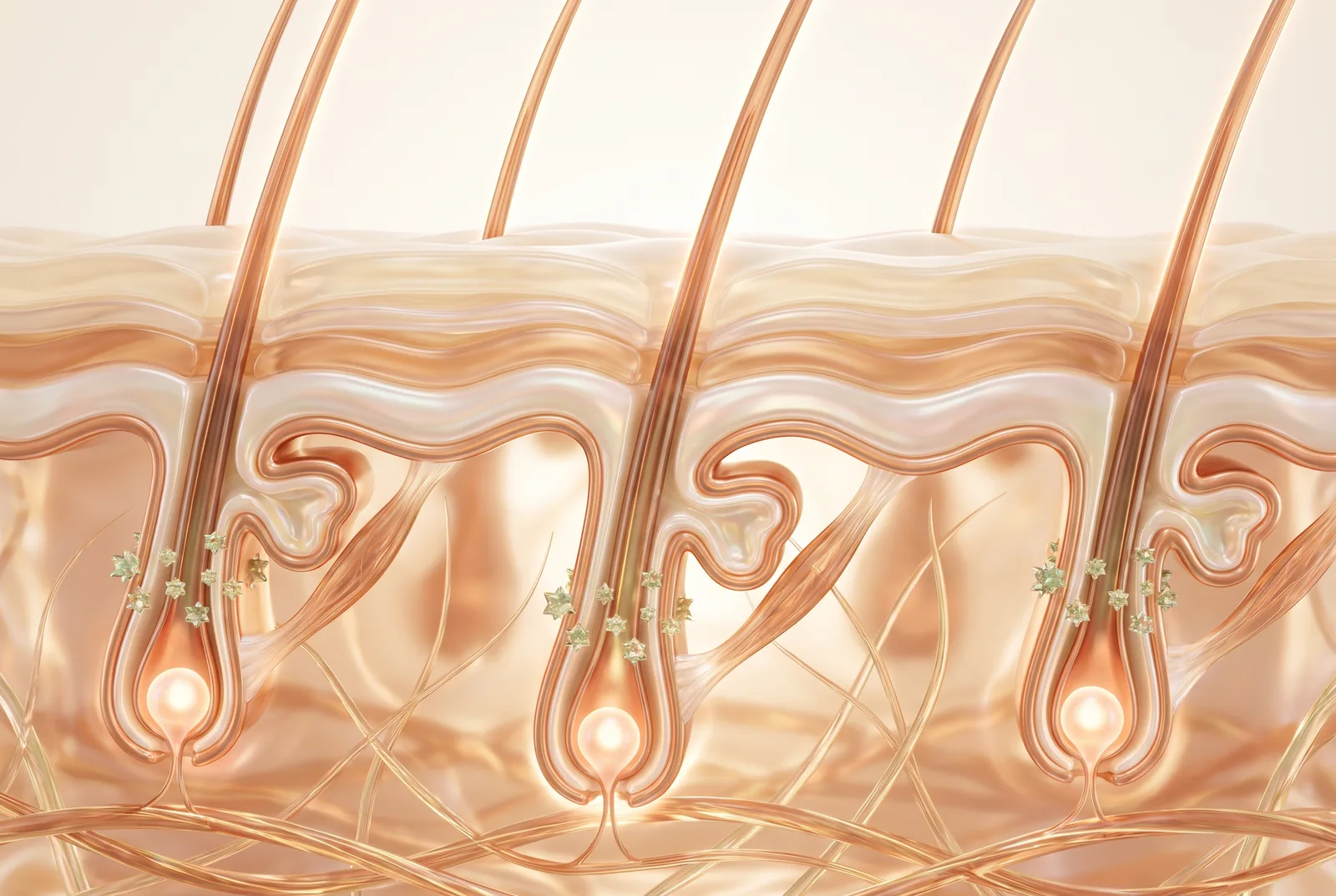 Coupe lumineuse de la peau du cuir chevelu avec des follicules pileux et des cellules souches sur fond crème
