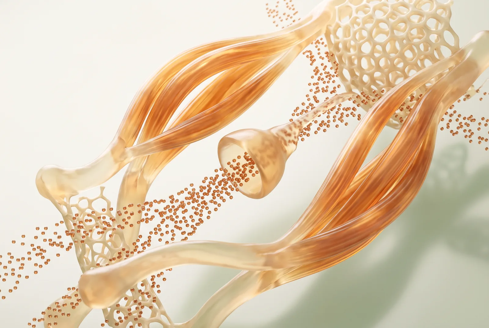 Glowing muscle fibres and bone lattice with flowing signalling particles on a cream background