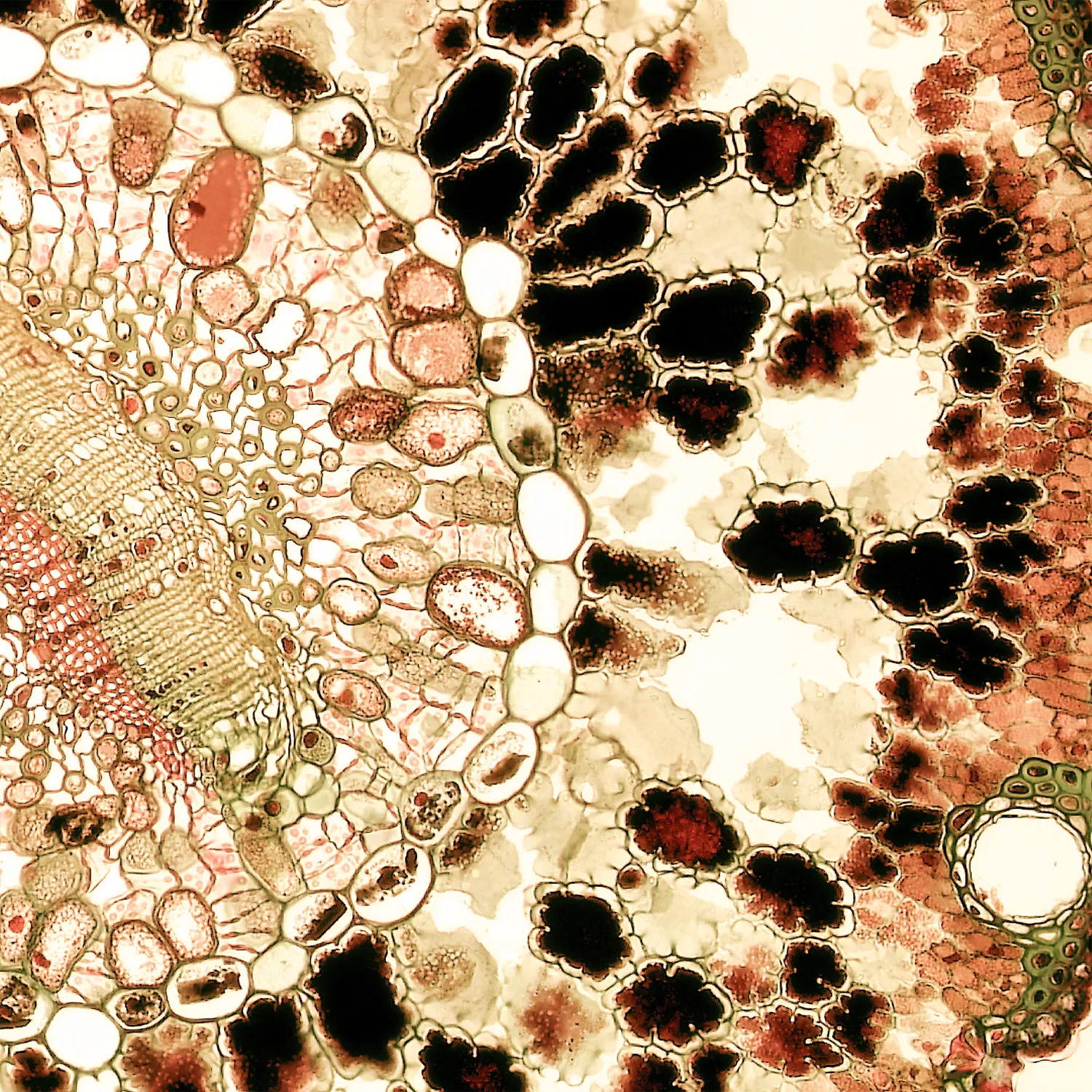 細胞治療ホームページ ヘルシライフ